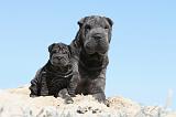 SHAR-PEI 597